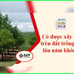 xây nhà trên đất trồng cây lâu năm