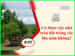 xây nhà trên đất trồng cây lâu năm