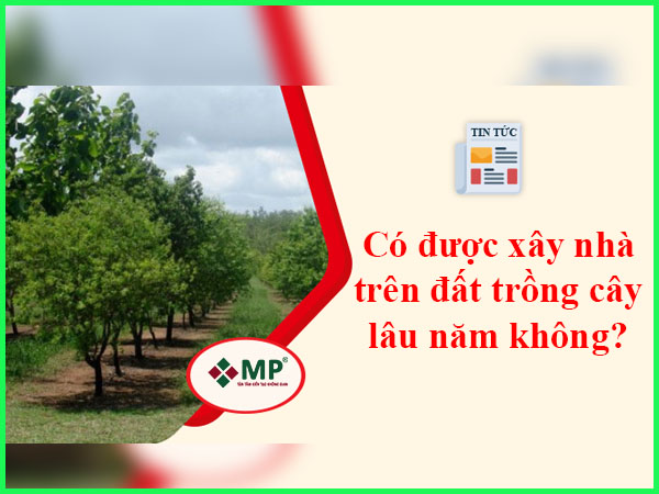 xây nhà trên đất trồng cây lâu năm